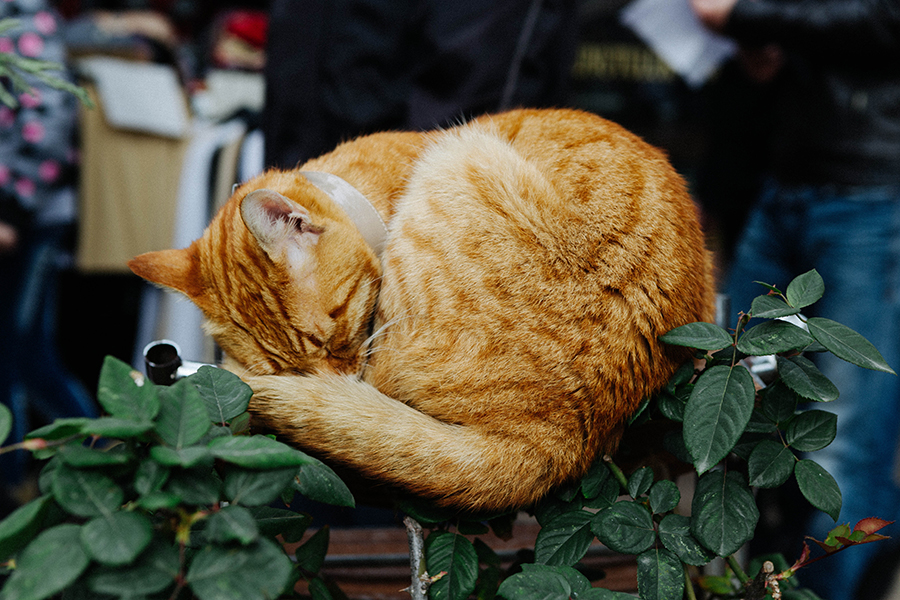 gato durmiendo en Estambul. Viaje a Turquía -Lena Karelova fotografía